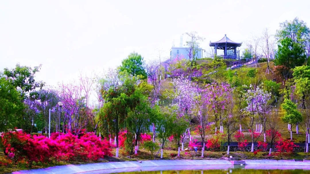 花舞書聲間，春色已漫過整個校園(圖1)