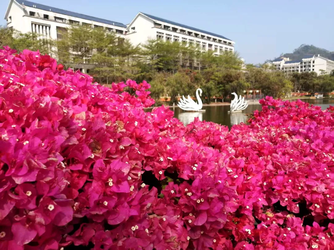 花舞書聲間，春色已漫過整個校園(圖4)